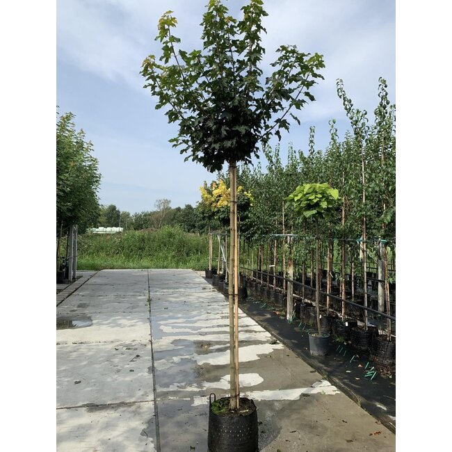 Esdoorn Acer platanoides Globosum C12 6/8 180cm stam