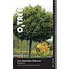 Esdoorn Acer platanoides Globosum C12 6/8 180cm stam
