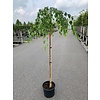 Berk Betula Youngii C15 6/8 180cm stam