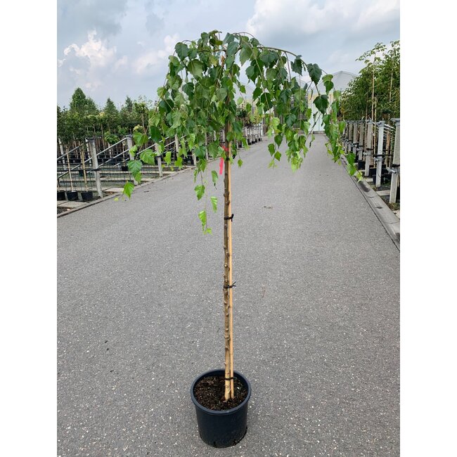 Berk Betula Youngii C15 6/8 180cm stam