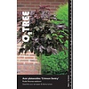 Esdoorn Acer Platanoides Crimson Sentry C12 120cm stam