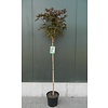 Esdoorn Acer Platanoides Crimson Sentry C12 120cm stam