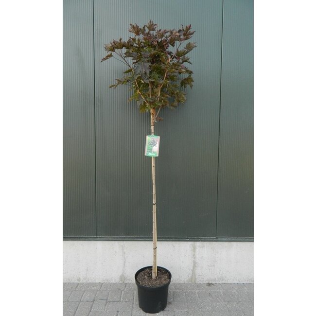 Esdoorn Acer Platanoides Crimson Sentry C12 120cm stam