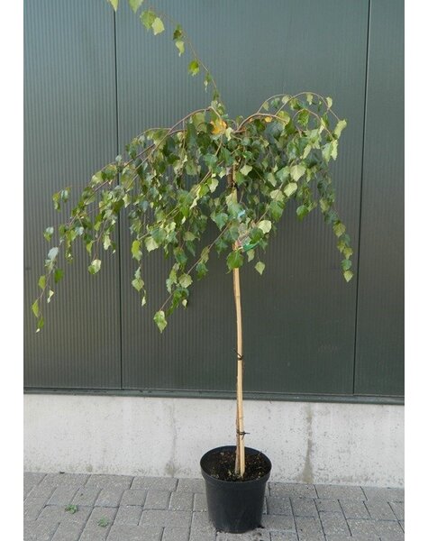 Betula