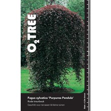 Fagus