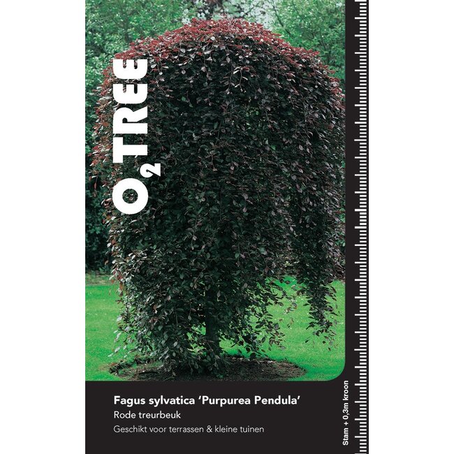 Beukenboom Fagus Purpurea Pendula C10 Halfstam 90 cm st.