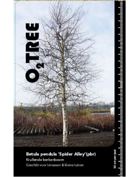 Betula