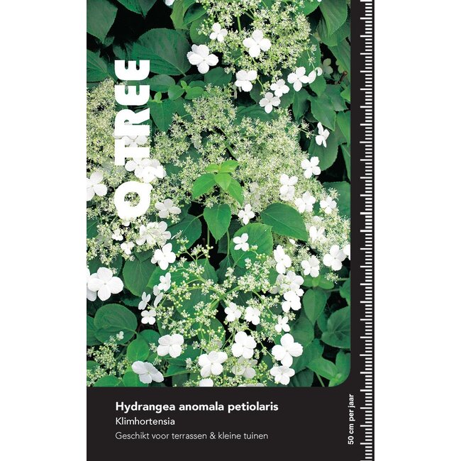 Hortensia Hydrangea petiolaris C15 200-250 Beveerd