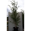 Berk Betula utilis jacquemontii C25 200-250 multistam