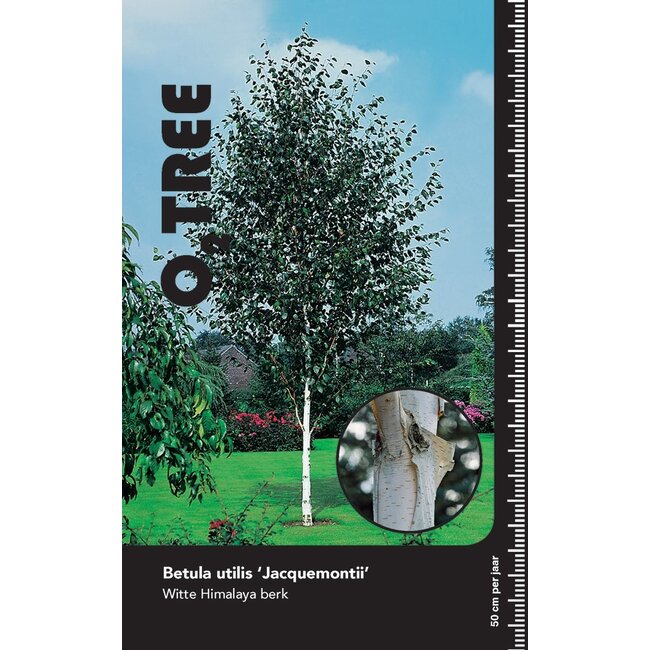 Berk Betula utilis jacquemontii C25 200-250 multistam