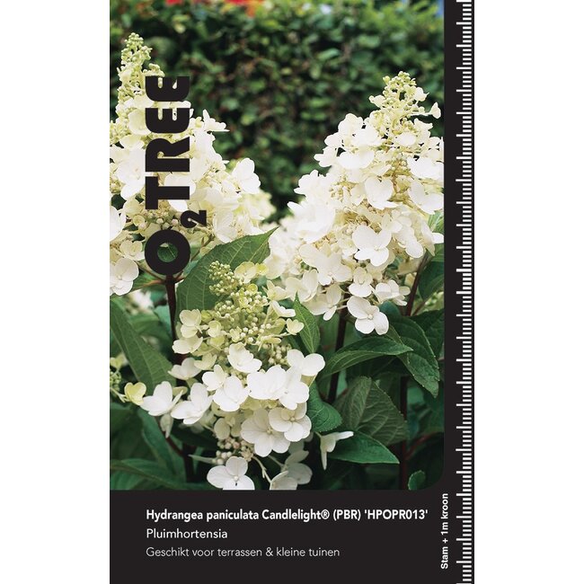 Hortensia Hydrangea Candlelight C10 80cm stam