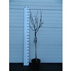 Beverboom Magnolia Susan C10 80cm stam