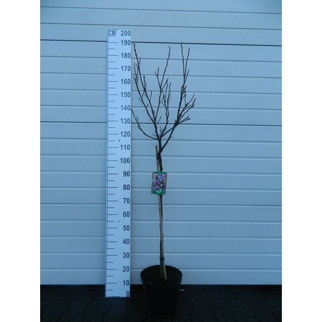 Beverboom Magnolia Susan C10 80cm stam
