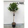 Beverboom Magnolia Susan C10 80cm stam