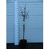 Beverboom Magnolia stellata C10 80cm stam