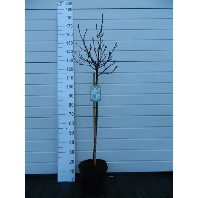 Beverboom Magnolia stellata C10 80cm stam