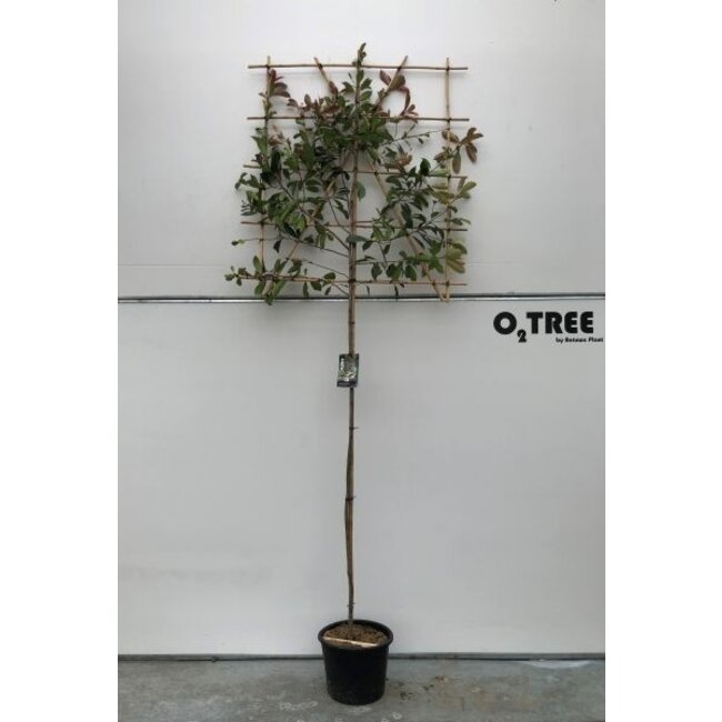 Glansmispel Photinia fraseri Red Robin C25 HT 6/8 Leischerm