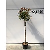 Glansmispel Photinia fraseri Red Robin C 10 150cm.st.