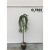 Larix Puli C10 120cm stam