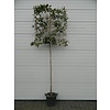 Glansmispel Photinia Red Robin C25 6/8 180st LEI