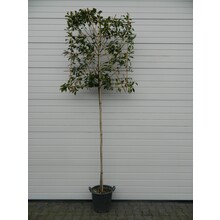 Photinia