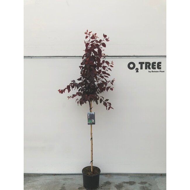 Portugese laurier Prunus Nigra C10 110cm stam