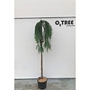 Larix Stiff Weeper C12 150cm stam