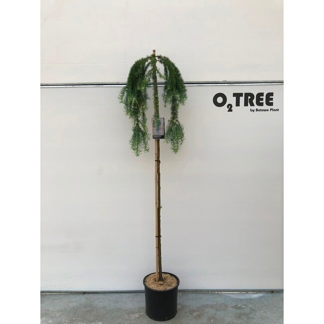 Larix Stiff Weeping C15 6/8 180cm stam