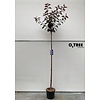 Portugese laurier Prunus Royal Burgundy C20 8/10 200cm stam