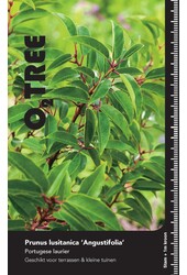 Portugese laurier Prunus Angustifolia C 25 HT 8/10