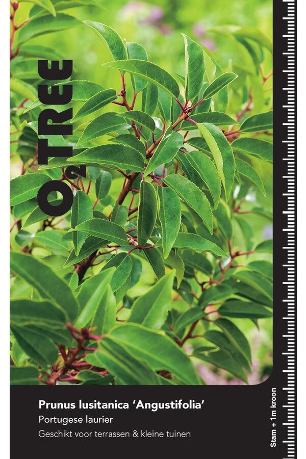 Portugese laurier Prunus Angustifolia C 25 HT 8/10