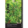 Portugese laurier Prunus Angustifolia C 25 HT 8/10 Leischerm