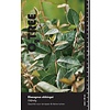 Olijfwilg Elaeagnus ebbingei Hoogstam 6/8 Leischerm 180-200 cm stamhoogte