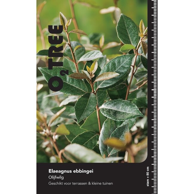 Olijfwilg Elaeagnus ebbingei Hoogstam 6/8 Leischerm 180-200 cm stamhoogte