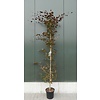 Beukenboom Fagus Atropunicea C12 200-250 Beveerd