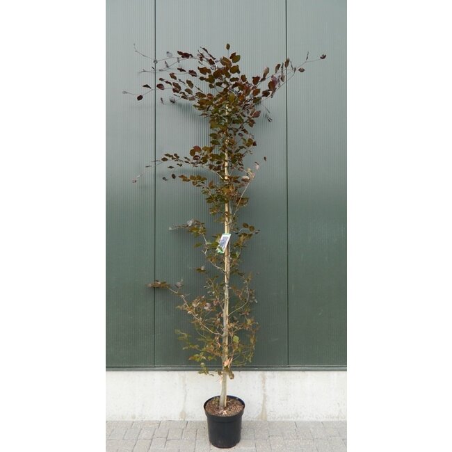 Beukenboom Fagus Atropunicea C12 200-250 Beveerd