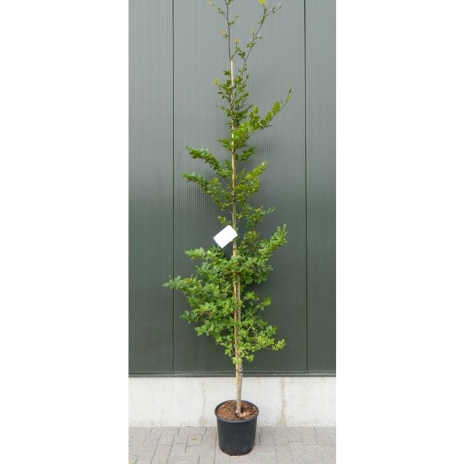 Beukenboom Fagus sylvatica C15 200-250 Beveerd