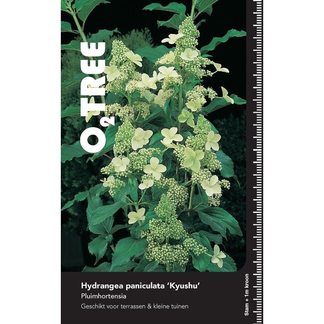 Hortensia Hydrangea Kyushu C10 80cm stam