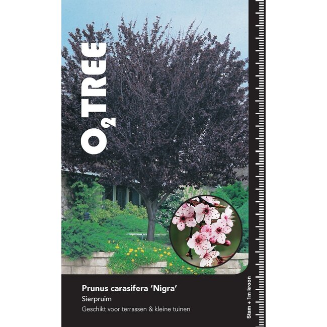 Portugese laurier Prunus cerasifera Nigra C 10 120cm.st.