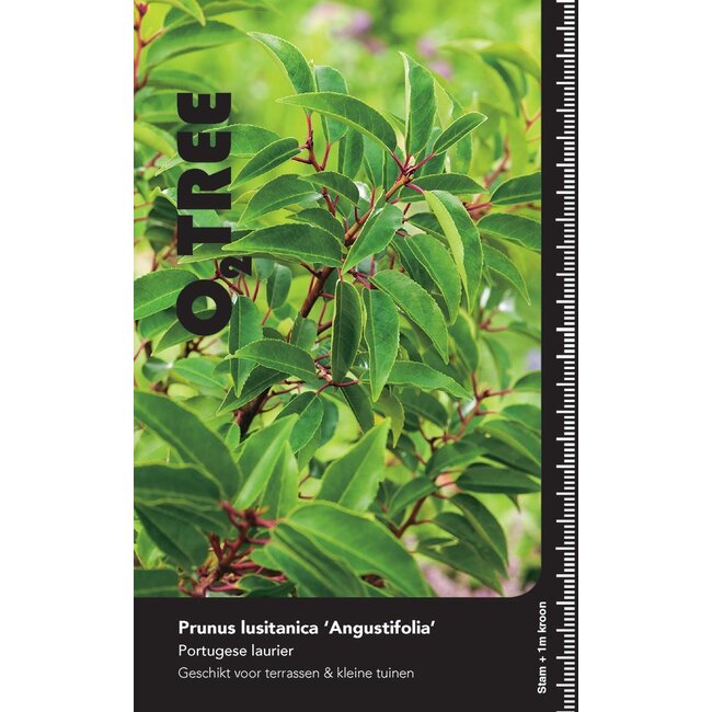 Portugese laurier Prunus Angustifolia C 20 HT 6/8 180cm.st