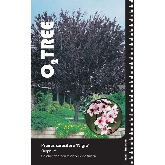 Portugese laurier Prunus cerasifera Nigra C15 Hoogstam 6/8