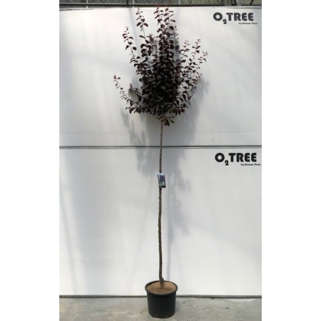 Portugese laurier Prunus cerasifera Nigra C15 Hoogstam 6/8