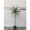Portugese laurier Prunus Autumnalis Rosea C12 110cm stam