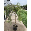 Esdoorn Acer Dissectum Viridis C10 90cm.st.