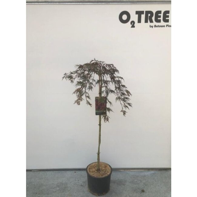 Esdoorn Acer Garnet C10 90cm.st.