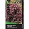 Esdoorn Acer Garnet C10 90cm.st.