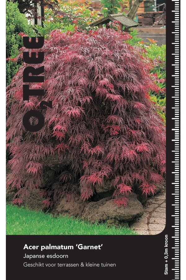 Esdoorn Acer Garnet C10 90cm.st.