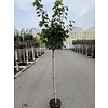 Esdoorn Acer platanoides Globosum C12 150cm stam