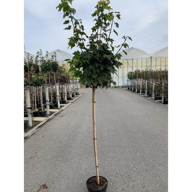 Esdoorn Acer platanoides Globosum C12 150cm stam