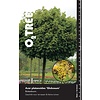 Esdoorn Acer platanoides Globosum C12 150cm stam